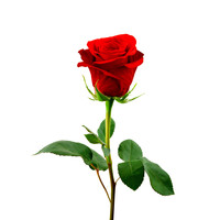 Роза красная 60